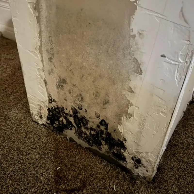 Professional Mold Removal in Posey County, IN